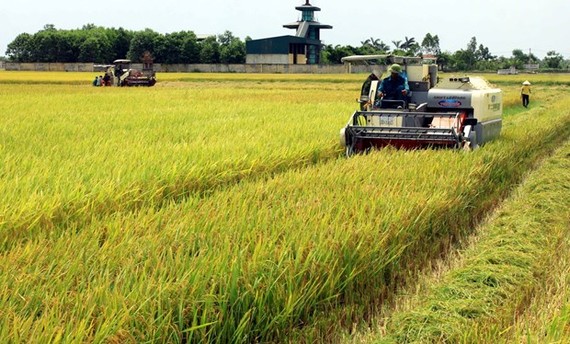 Harvesting the 2020 spring rice crop in Hoa Binh commune of Vu Thu district, Thai Binh province (Photo: VNA)