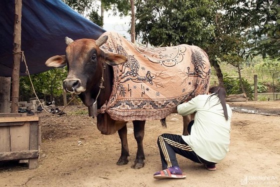 Residents keep animals warm under cold weather (Photo: Nghe An Newspaper)