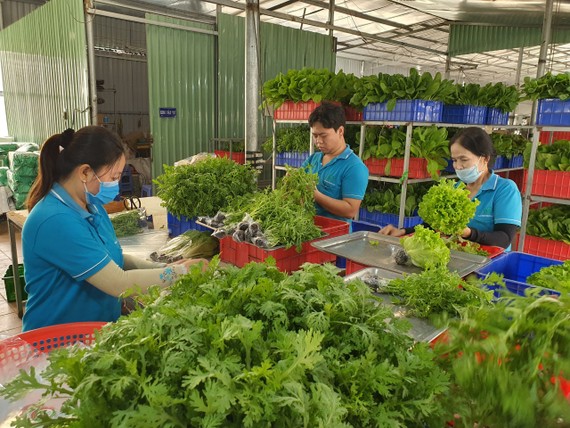 Workers of Tuan Ngoc Agricultural Cooperative in District 9 are processing vegetables before moving them to the consumption markets. 