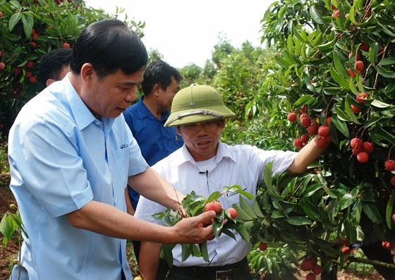 Minister of Agriculture and Rural Development Nguyen Xuan Cuong directly inspects the consumption of lychees