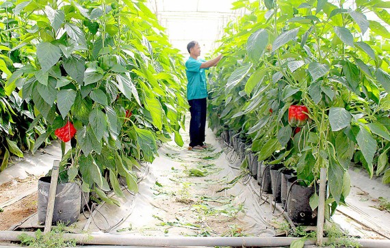 Phương pháp tưới nhỏ giọt đang được nhiều nhà vườn ở Lâm Đồng áp dụng