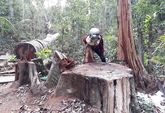 Rừng ở huyện Kbang, tỉnh Gia Lai bị đốn hạ