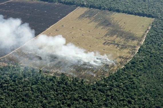 Rừng rậm Amazon bị tàn phá, Brazil, ngày 18-5-2005. Ảnh minh họa: REUTERS