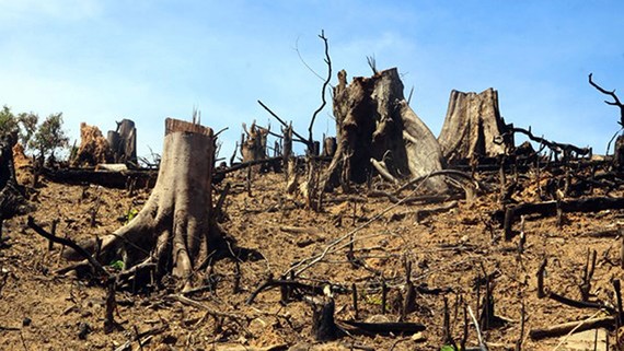 Tình trạng chặt phá rừng tràn lan là một trong những nguyên nhân gây ra hiện tượng lũ quét và sạt lở đất