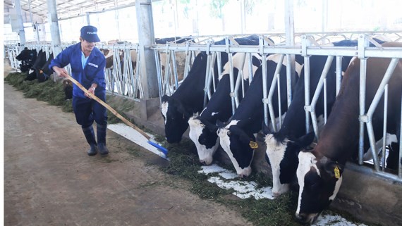 林同省飼養和供應有機牛奶。