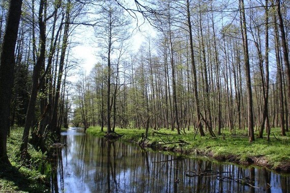 圖為比亞沃韋扎原始森林。（圖源：Robert Wielgórski)