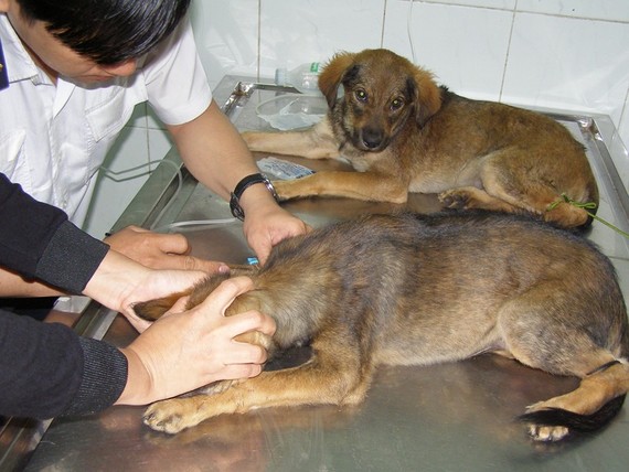 醫護人員正為狗狗注射狂犬病疫苗。