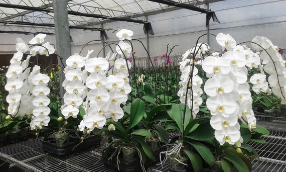 台商在我國林同省種植的名種蘭花深受市場的歡迎。