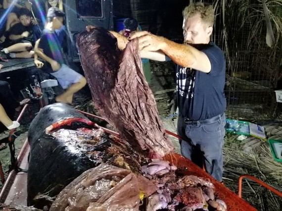 經過解剖，工作人員在鯨魚胃中發現了近40公斤塑膠垃圾。（圖源：AFP）