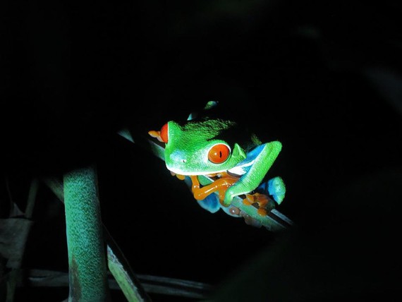 哥斯達黎加的一種青蛙。（圖源：聯合國）