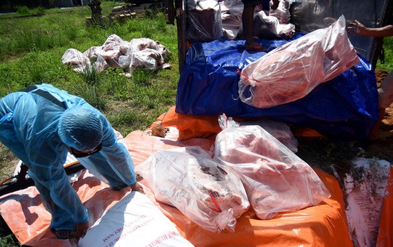 同奈省職能力量銷毀逾4.2噸對ASF病毒呈陽性反應的豬肉。