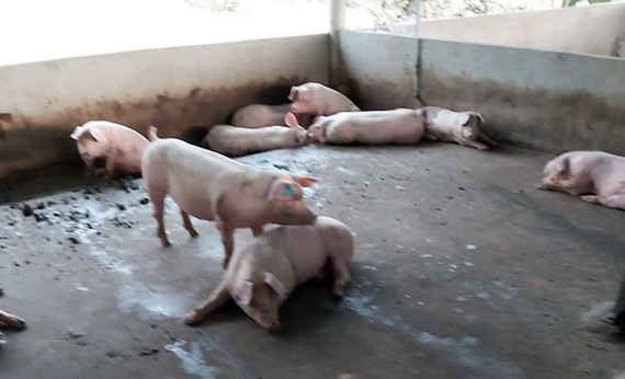 圖為巴地-頭頓省州德縣溪澆鄉的一戶養豬場豬群發生非洲豬瘟疫情。