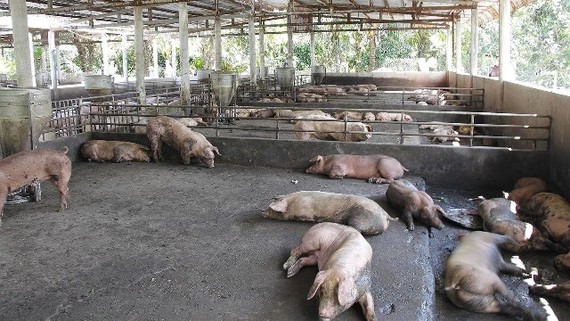 林同省是全國第60個發生非洲豬瘟疫情的省份。（示意圖源：互聯網）