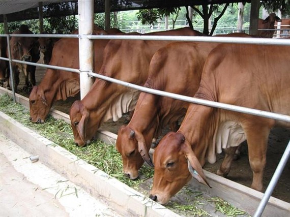 13個月來，逾1500頭牛和99頭水牛(總數約1600頭)尚未運往獲越南核准各莊園、屠宰場或無法追溯其去向。（圖源：越南農業）