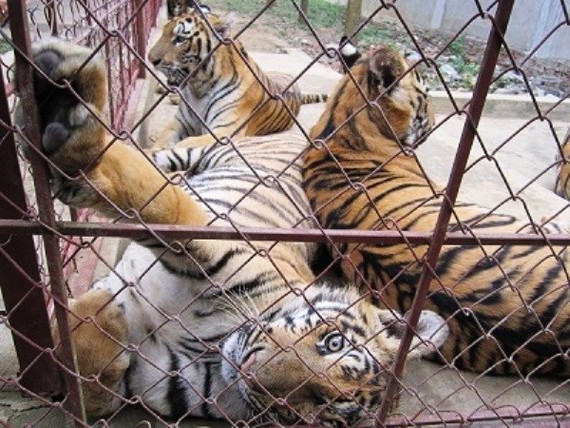 販賣野生動物是違法行徑。