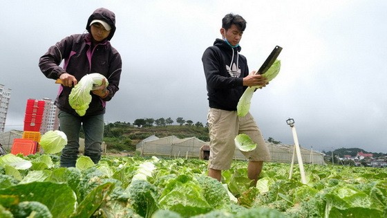 大勒農夫收穫蔬菜。（圖源：梅榮）