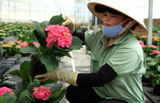 多種進口品種花卉將在春節銷售。