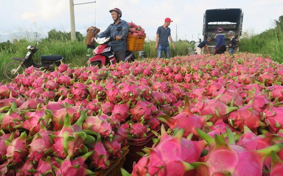 商販在平順省果園收購白心火龍果。（圖源：互聯網）