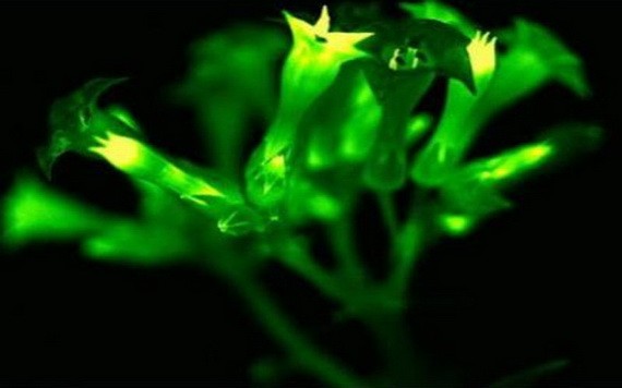 科學家研究出讓植物發光的方法。（圖源：推特）