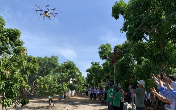 當地民眾圍觀無人機給芒果園進行葉面噴施肥作業。（圖源：奇楠）