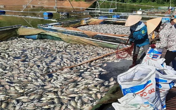 范文孟養魚戶的多個養魚網箱的死魚屍浮滿水面。（圖源：俊明）