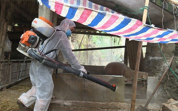 獸醫人員在廣平省廣澤縣符化鄉的一個傳統小養豬場戶及其附近進行噴射消毒。（圖源：黃福）