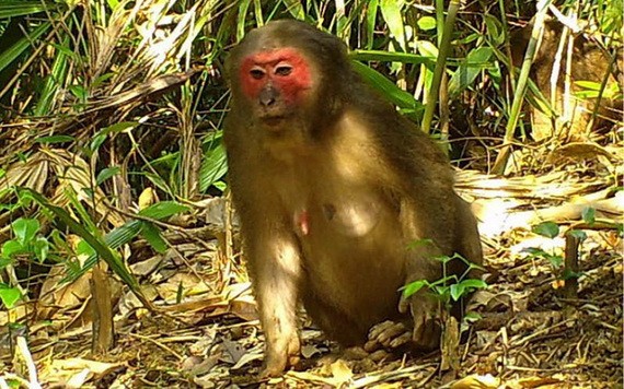 紅臉猴。（圖源：互聯網）