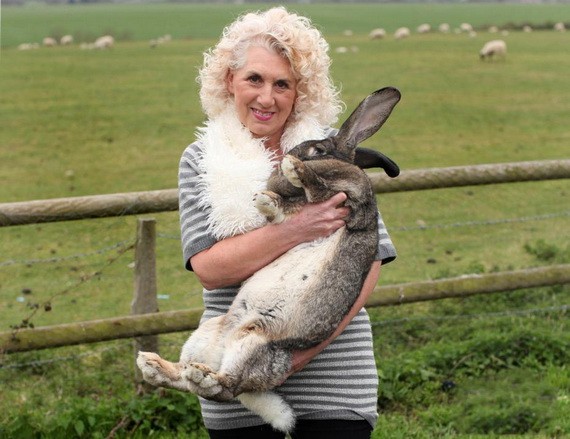 女主人安妮特-愛德華茲和她飼養的世界上最大的兔子。（圖源：互聯網）