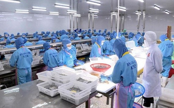 越南蝦類加工後銷往歐盟市場。（圖源：世海）