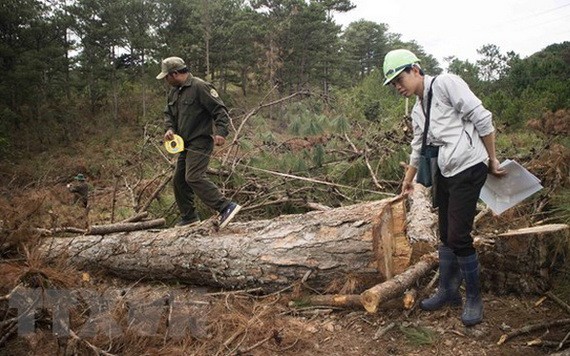 職能力量在測量一棵被非法砍倒的大樹。（圖源：越通社）