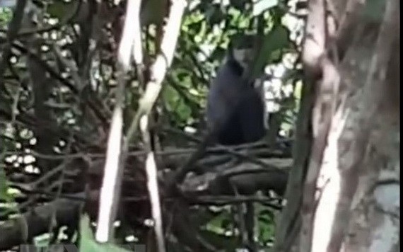 一頭黑腳白臂葉猴現身在西寧省黑婆山歷史文化林叢樹上。（圖源：越通社）