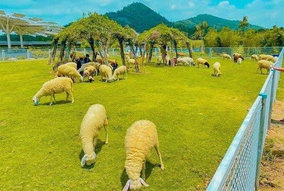 可愛的山羊在綠油油的草原上。（圖源：互聯網）
