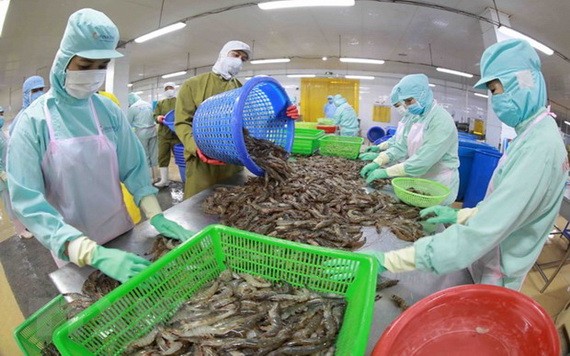 後江省後江明富水產公司的冷凍蝦加工廠一瞥。