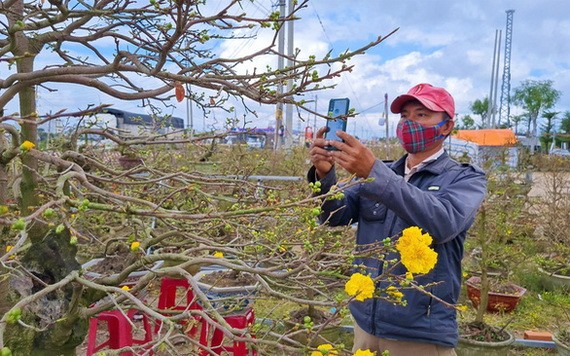 安仁市的一名花農採用網路直播方式來推介、銷售梅花。（圖：林天）