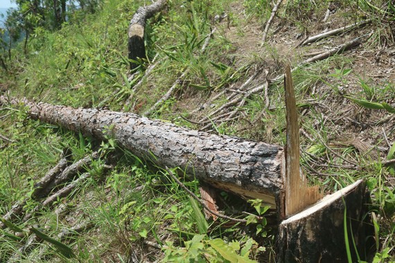 UBND tỉnh Lâm Đồng chỉ đạo điều tra vụ “cạo trọc” rừng thông lấy đất sản xuất