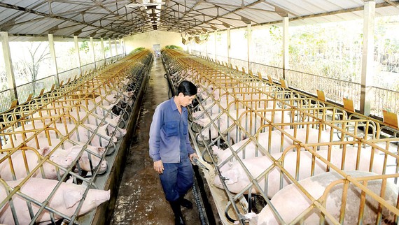 A pig farm in Cu Chi district, HCMC (Photo: SGGP)