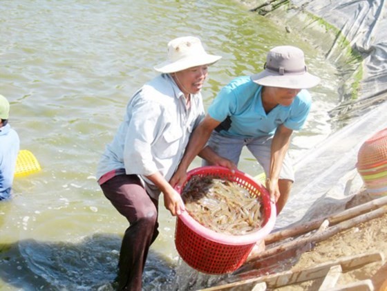 Shrimp breeding in Soc Trang province (Photo: SGGP)