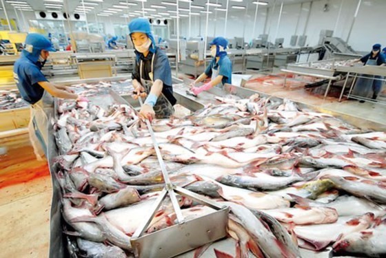 New regulations on Pangasius fish farming, processing and exports take effect from July 1, 2017 (Photo: SGGP)