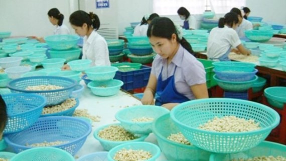 Cashew processing in Binh Phuoc province