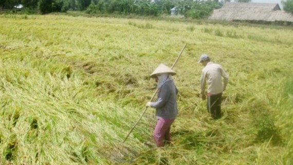 Heavy rains flatten summer autumn rice in the Mekong Delta for the last few days (Photo: SGGP)