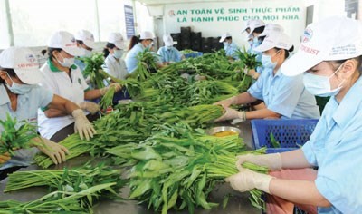 Vegetable production under VietGAP quality standards for export to Europe at Phuoc An cooperative, Binh Chanh district, HCMC (Photo: SGGP)
