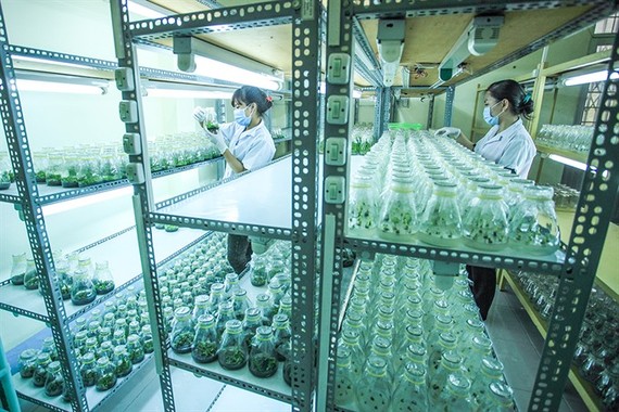 Staff work at a centre that applies scientific and technological advances to create new strains of plants in the Mekong Delta’s Kien Giang Province. (Photo: VNA/VNS)