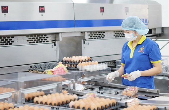A chicken egg processing plant of Ha Huan Company, loaned by Vietcombank