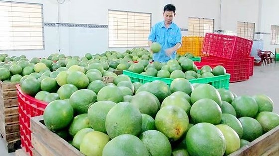 Fruit export turnover strongly increases in 2017 (Photo: SGGP)