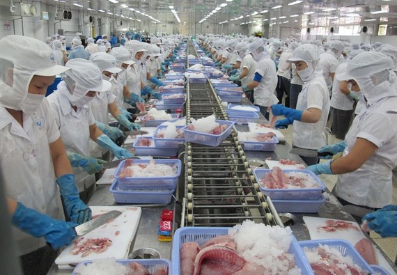 By product: Anh’s research opens the door for creating by-products from the aquaculture industry. Vietnam is one of the leading fish exporters in the world. (Photo: VNA/VNS)