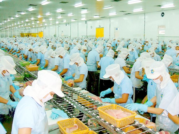 A pangasius fish processing plant in the Mekong Delta (Photo: SGGP)