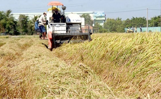 Rice harvest in the Mekong Delta (Photo: SGGP)