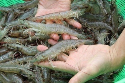 Vietnam has many opportunities to increase white-leg shrimp exports to the European Union (EU). (Source: vasep.com.vn)