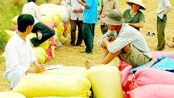 Traders buy rice in Mekong Delta (Photo: SGGP)
