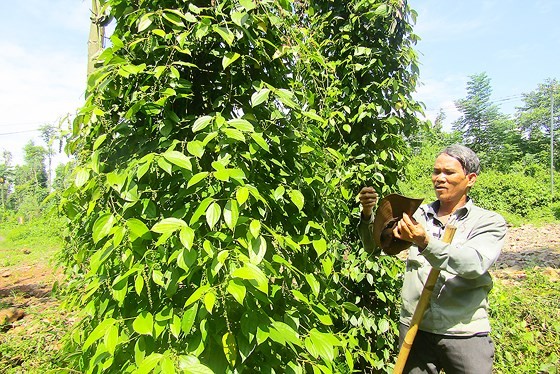 A man taking care of black pepper plants in Ba Ria-Vung Tau (Photo: SGGP)